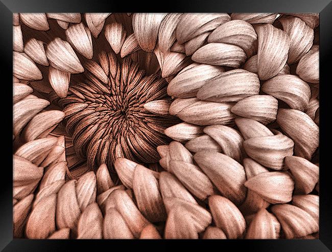 graphic chrysanthemum Framed Print by Heather Newton