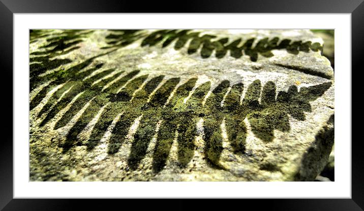 shadows of a fern Framed Mounted Print by Heather Newton