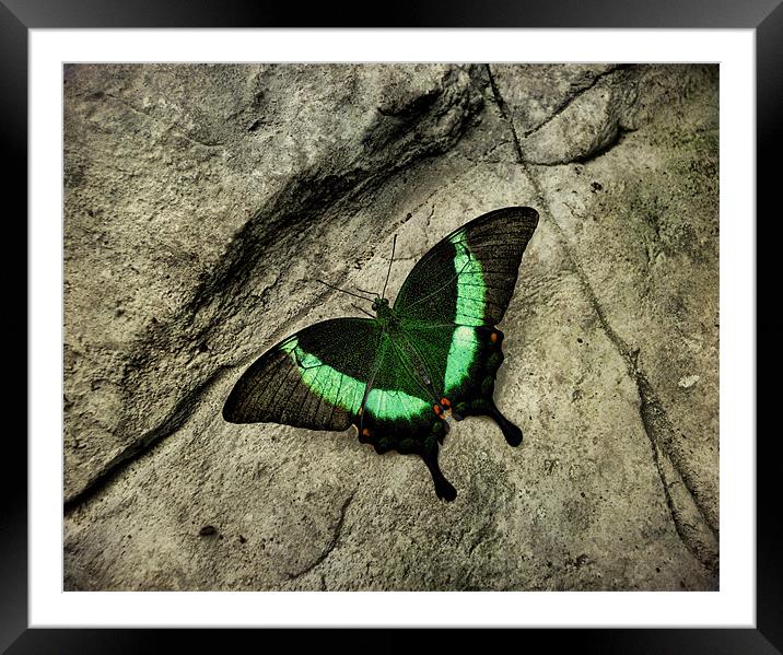 Emerald Swallowtail Framed Mounted Print by Heather Newton
