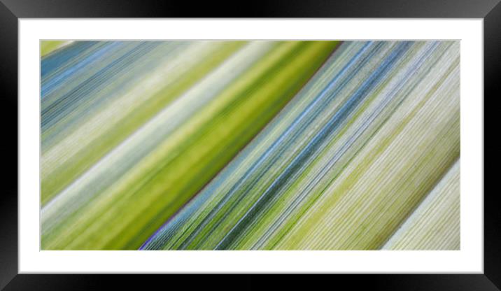 stripes Framed Mounted Print by Heather Newton