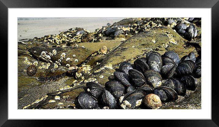 holding fast Framed Mounted Print by Heather Newton