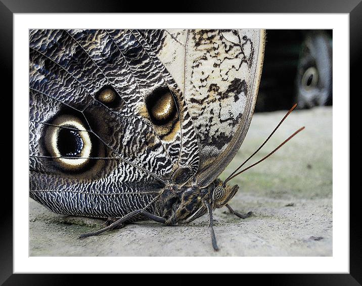 owl butterflies Framed Mounted Print by Heather Newton