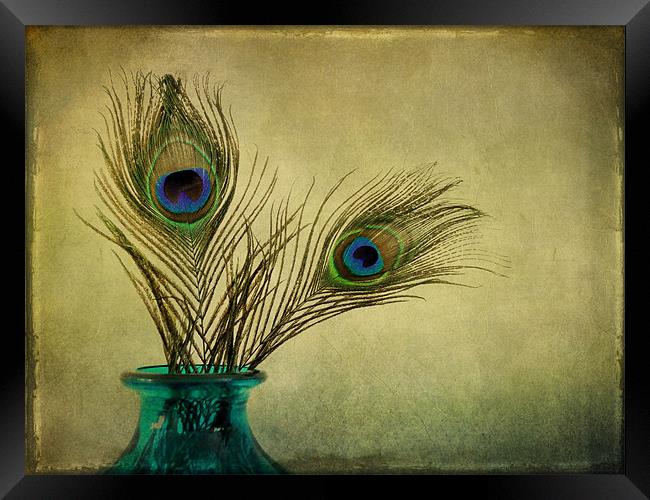 peacock feathers and vase Framed Print by Heather Newton