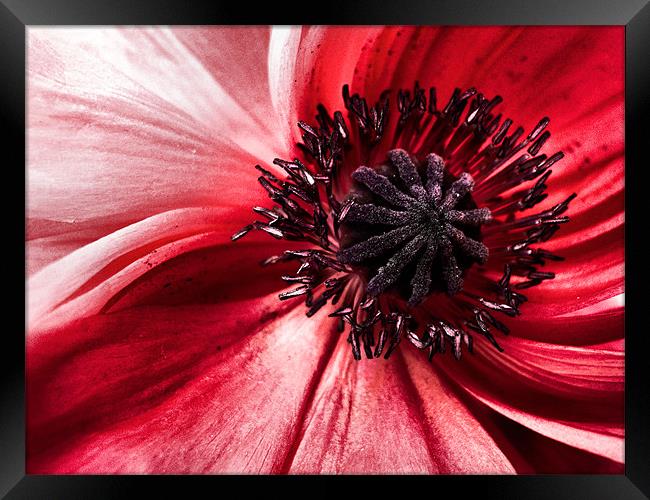poppy in pink Framed Print by Heather Newton