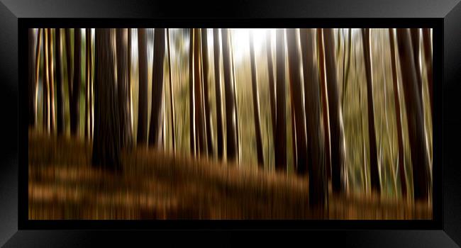 forest dreams Framed Print by Heather Newton