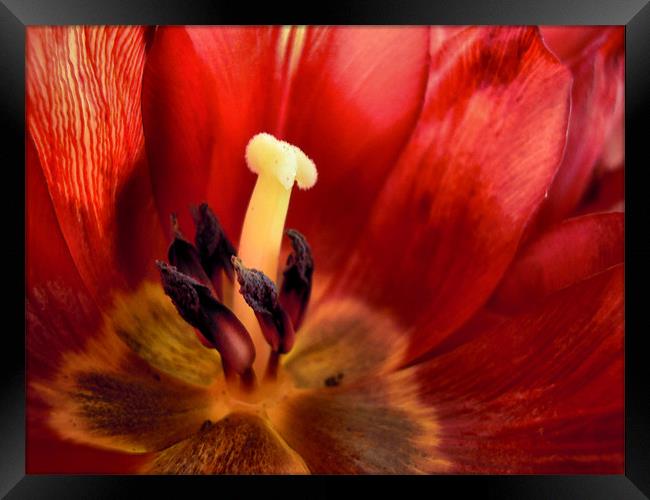 crimson tulip Framed Print by Heather Newton