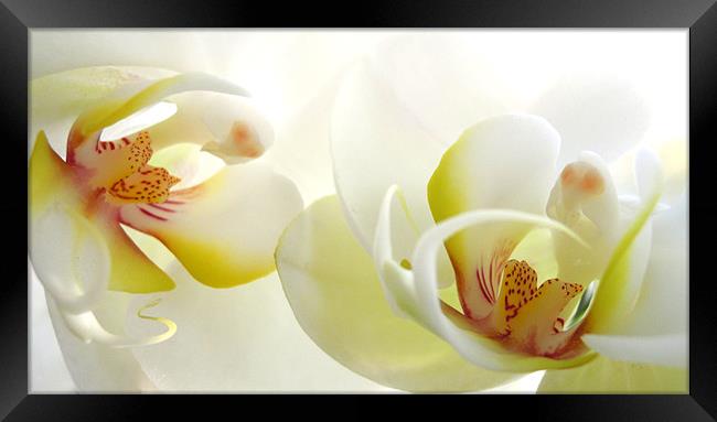 white orchids Framed Print by Heather Newton
