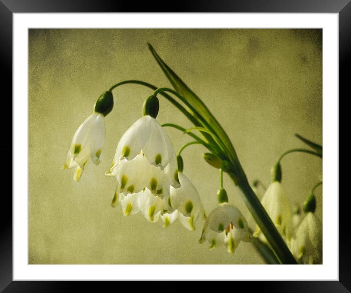 spring snowflakes (vintage) Framed Mounted Print by Heather Newton