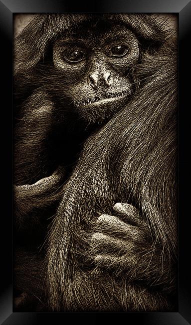 holding on Framed Print by Heather Newton