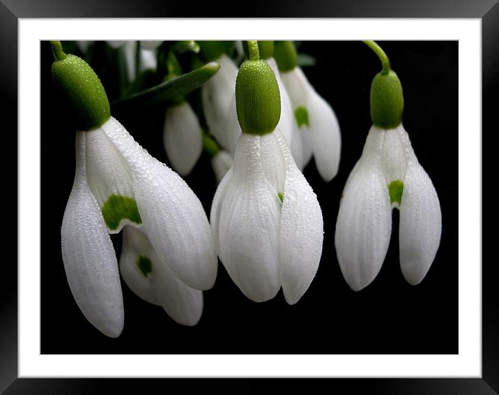 simply snowdrops Framed Mounted Print by Heather Newton