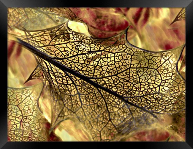 golden leaf Framed Print by Heather Newton