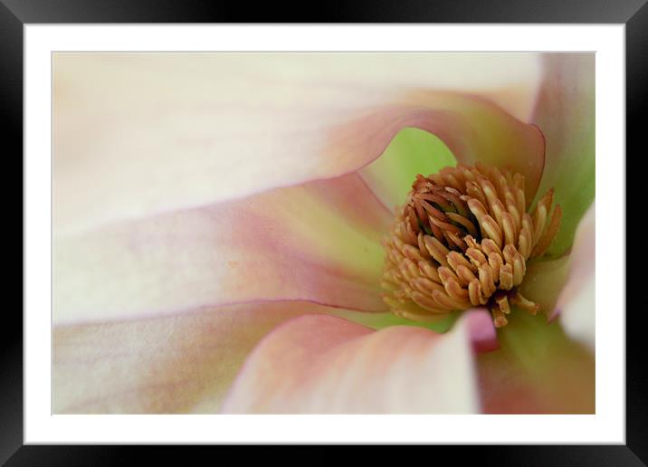 pink magnolia Framed Mounted Print by Heather Newton