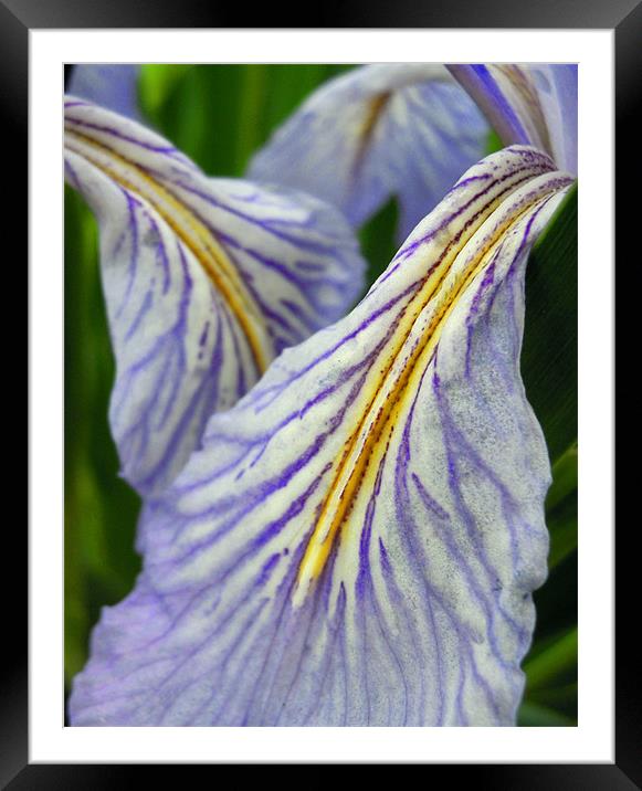 iris petals Framed Mounted Print by Heather Newton