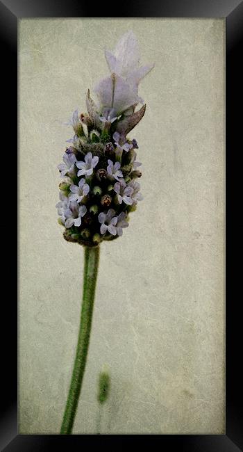 french lavender Framed Print by Heather Newton