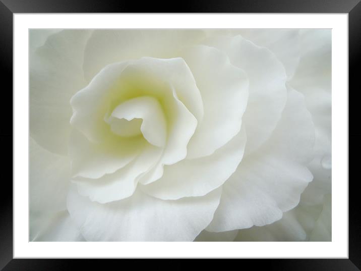 purity in white Framed Mounted Print by Heather Newton