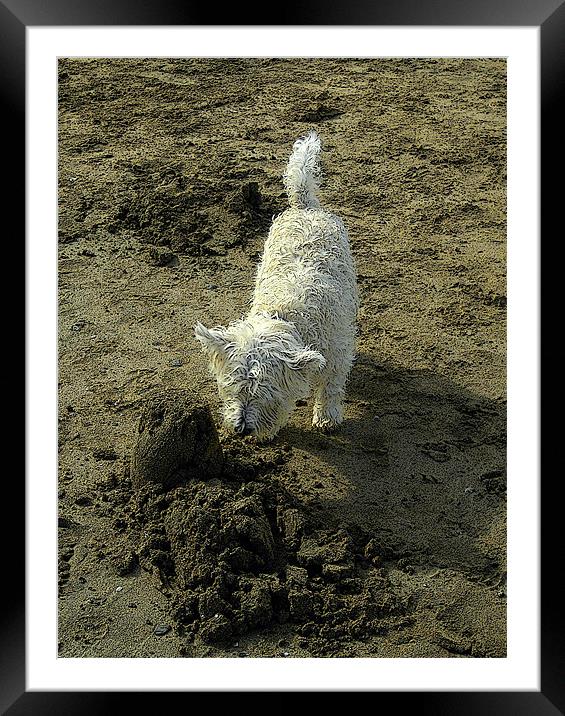 Westie on the beach Framed Mounted Print by Heather Newton