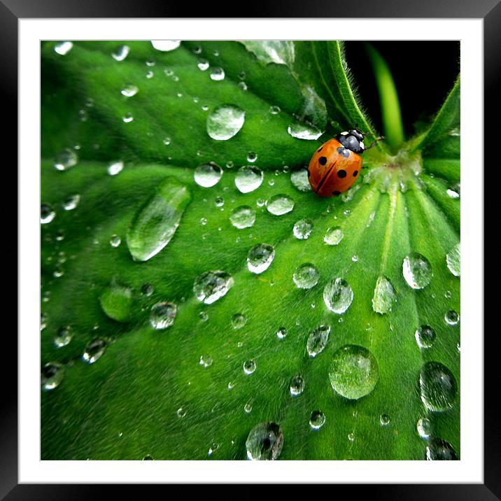 ladybird on a rainy day Framed Mounted Print by Heather Newton
