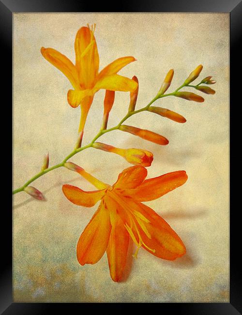 crocosmia Framed Print by Heather Newton