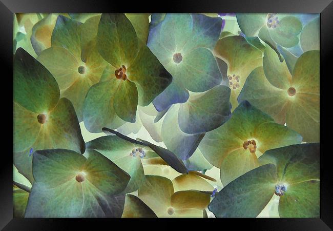 hydrangea dreams Framed Print by Heather Newton