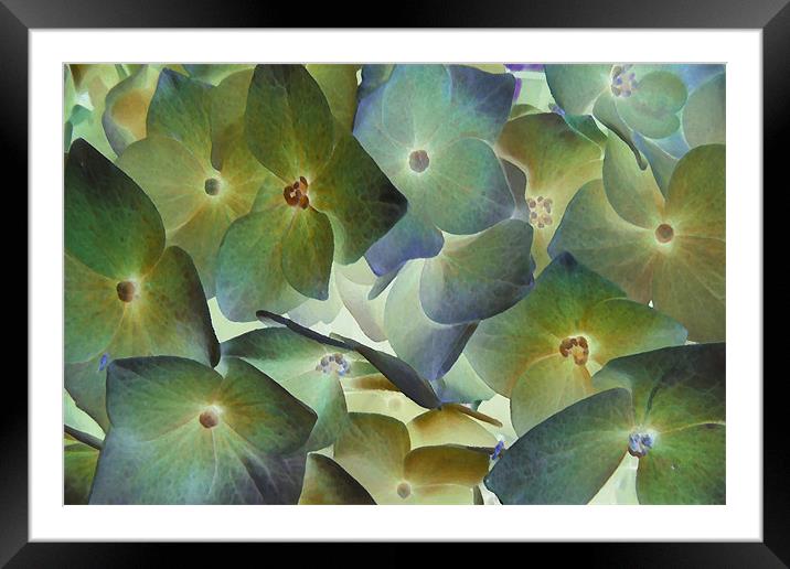 hydrangea dreams Framed Mounted Print by Heather Newton