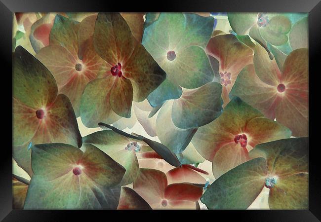 hydrangea dreams 2 Framed Print by Heather Newton