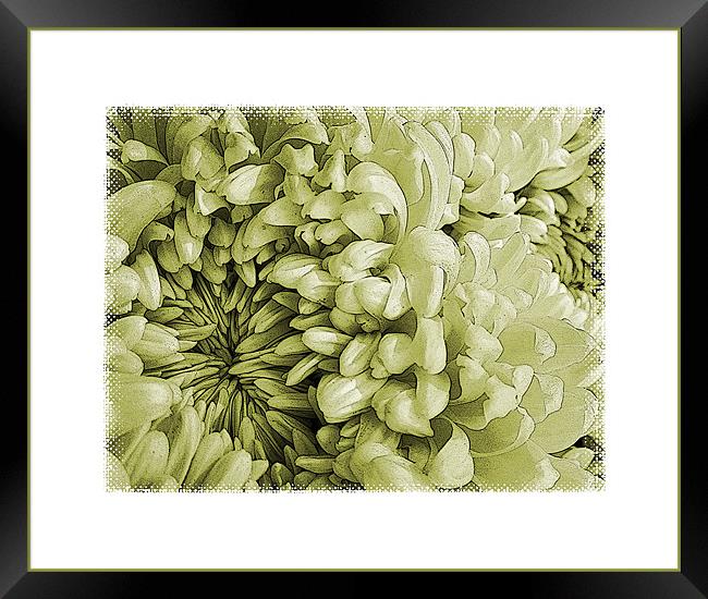 vintage chrysanthemums Framed Print by Heather Newton