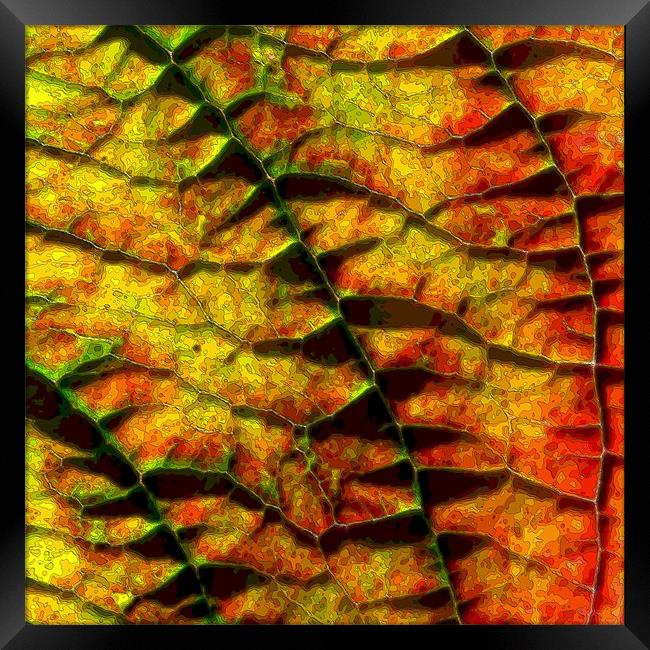 abstract autumn leaf Framed Print by Heather Newton