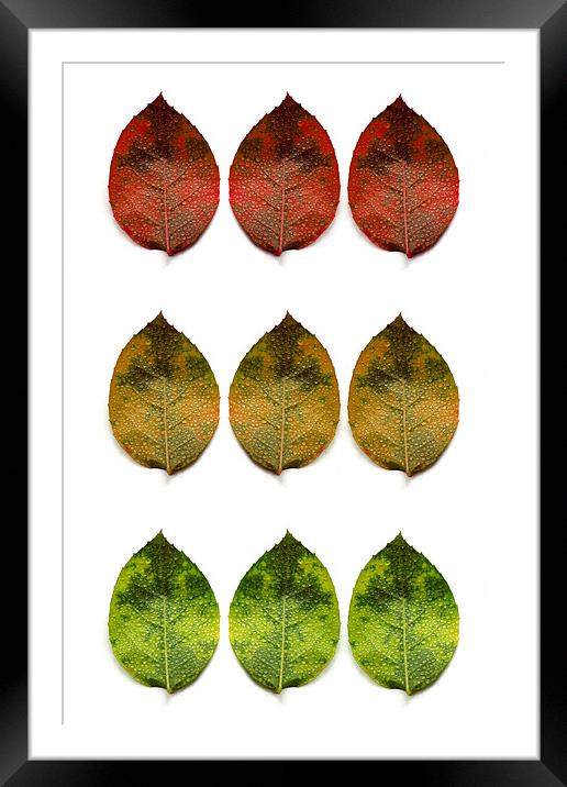 red, amber and green (9 leaves) Framed Mounted Print by Heather Newton