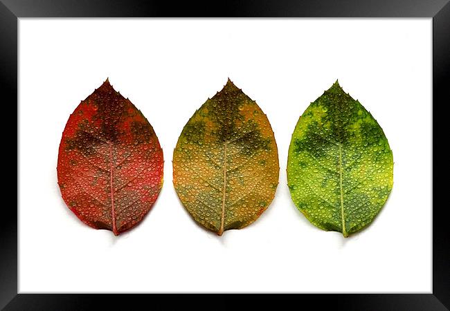 red, amber and green (3 leaves) Framed Print by Heather Newton