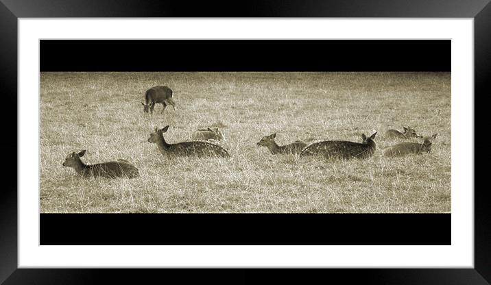 deer Framed Mounted Print by Heather Newton