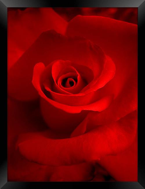 red red rose Framed Print by Heather Newton