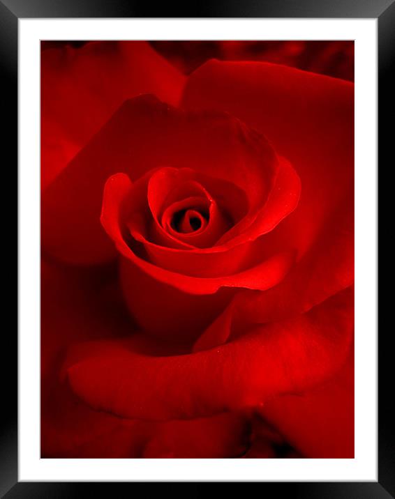 red red rose Framed Mounted Print by Heather Newton