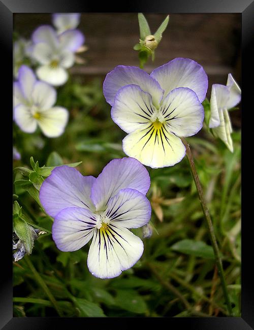 miniature pansies Framed Print by Heather Newton