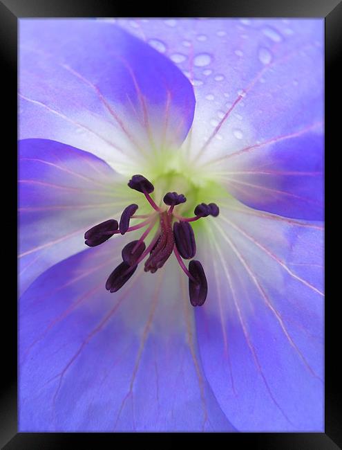 painted geranium Framed Print by Heather Newton