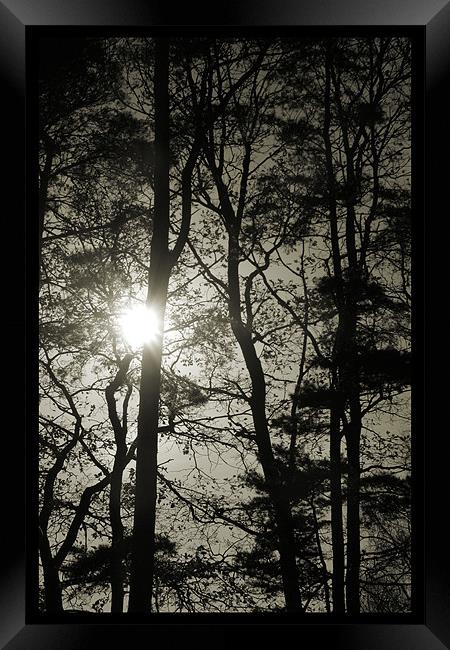winter sun Framed Print by Heather Newton