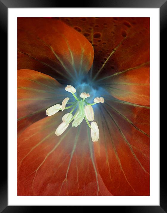 alien geranium (amber tones) Framed Mounted Print by Heather Newton