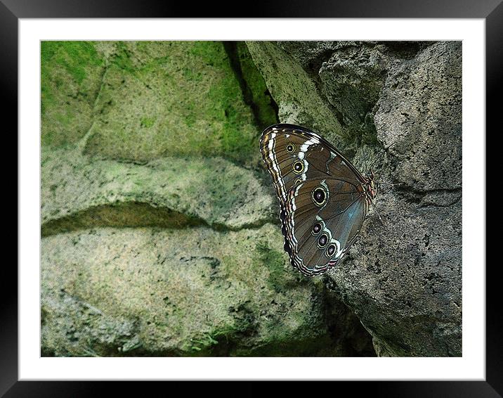 on the rocks Framed Mounted Print by Heather Newton