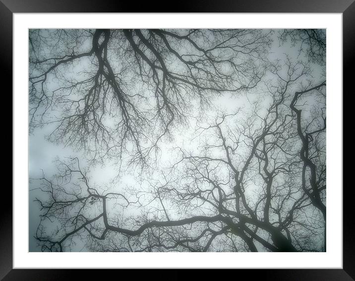 blue mist and trees Framed Mounted Print by Heather Newton