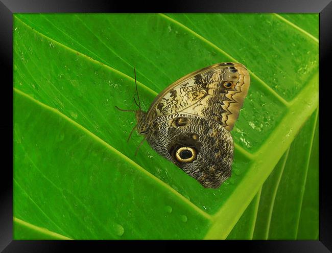 owl butterfly Framed Print by Heather Newton