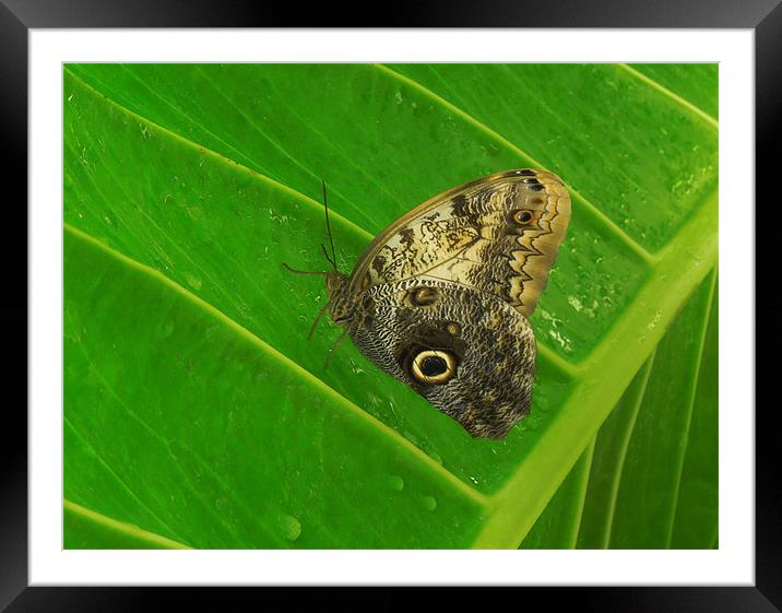 owl butterfly Framed Mounted Print by Heather Newton