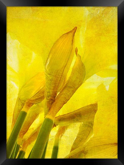 daffodils Framed Print by Heather Newton
