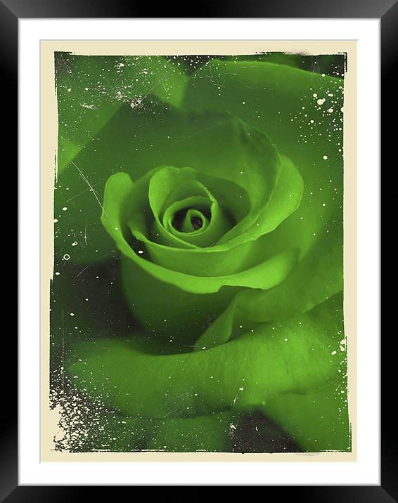 jealous rose Framed Mounted Print by Heather Newton