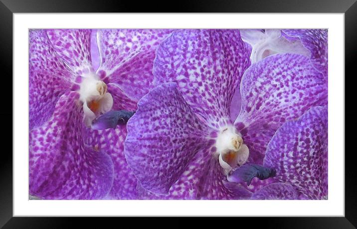 painted purple orchids Framed Mounted Print by Heather Newton
