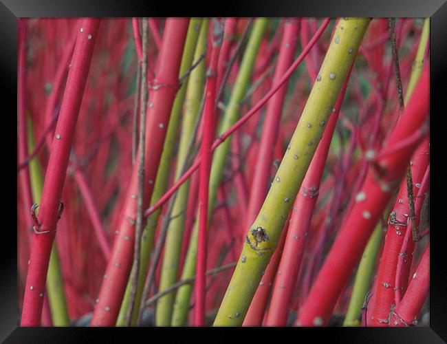 red and green stems Framed Print by Heather Newton