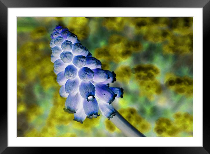grape hyacinth inversion Framed Mounted Print by Heather Newton