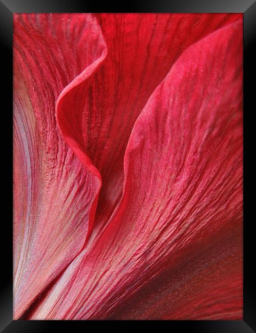 amaryllis Framed Print by Heather Newton