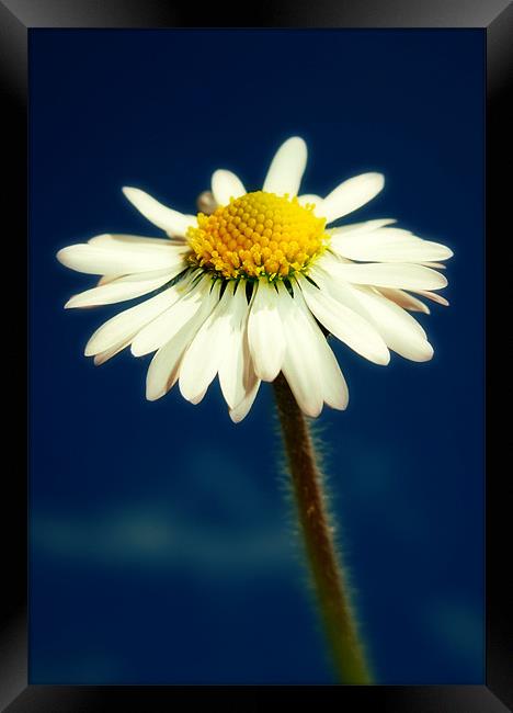 spring daisy Framed Print by Heather Newton
