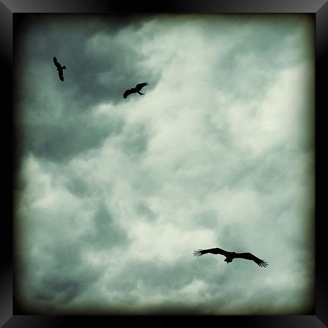eagles and storm clouds Framed Print by Heather Newton