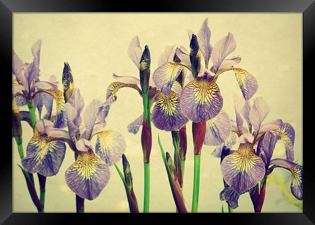 vintage irises Framed Print by Heather Newton