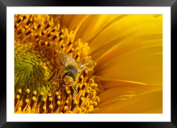 gathering pollen Framed Mounted Print by Heather Newton
